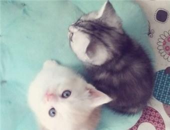 养猫app开发 养猫人士必备