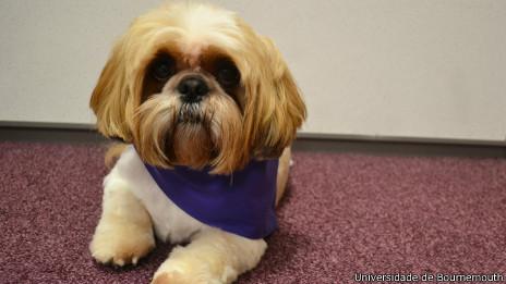 宠物翻译器APP开发 和动物进行沟通