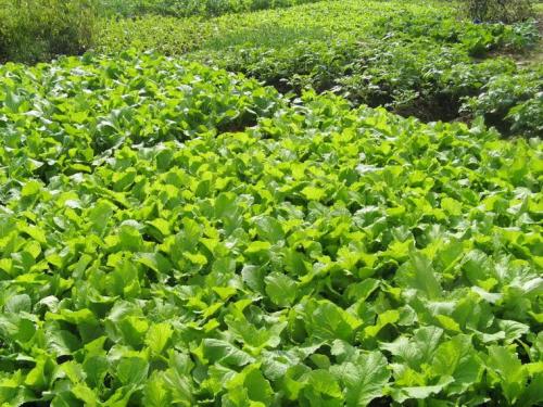 蔬菜种植软件开发于农民而言意义是什么