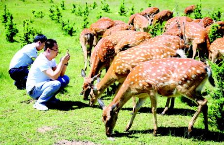 智能放牧系统开发 在家坐着放牧