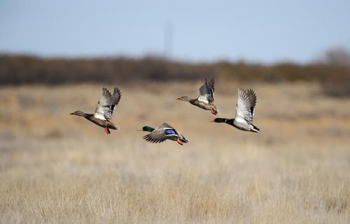 野生动物保护协会APP开发 共同做保护者