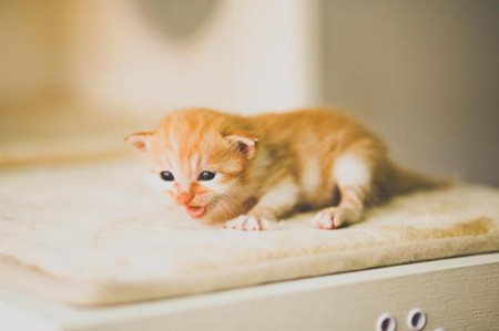 流浪动物领养app开发 拥有自己爱的宠物