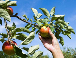 水果采摘APP开发 任摘任吃