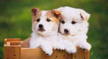 宠物领养APP开发 在快乐中养宠