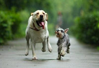 宠物管家APP开发  覆盖宠物日常生活