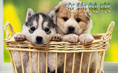 宠物健康管理APP开发 让生活更美好