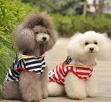 宠物电商APP开发到底有多火