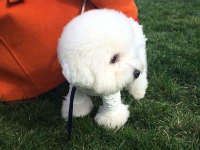 宠物社区APP开发功能