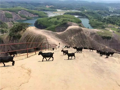 APP开发公司部门湖南小东江游记