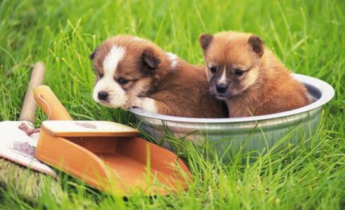 开发宠物APP的市场崛起原因