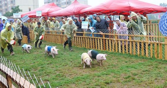 畜牧产业APP智能分析