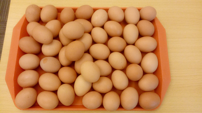 APP软件开发公司立夏蛋王争霸赛