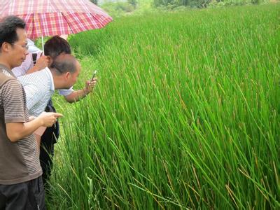 农业问诊APP软件开发