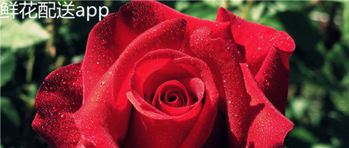 鲜花配送app开发