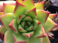 盆栽种植app开发 搞定家里的花花草草