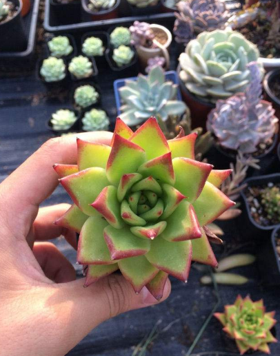 盆栽种植app开发