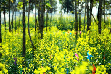 APP开发公司踏青之旅