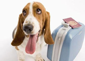 宠物托运APP开发