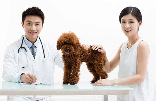 共享宠物服务APP-91直播
