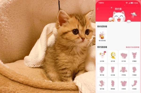 开发养猫社区app提供交流平台--app软件开发91直播

