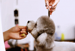 宠物美容APP开发提供专业服务