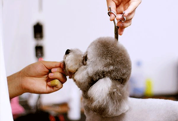 宠物美容APP开发提供专业服务--广州软件开发公司91直播
