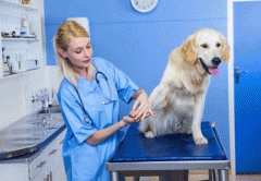 宠物服务app定制开发 养宠有帮手