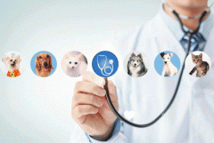 宠物医疗APP制作开发打造专属圈子