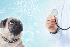 宠物医疗服务app软件开发让爱宠得到更好的照料