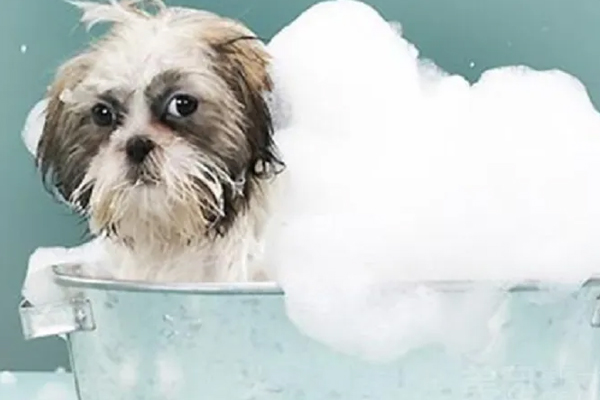 宠物商家移动app开发软件给商家管理提供便利--APP开发公司广州91直播
