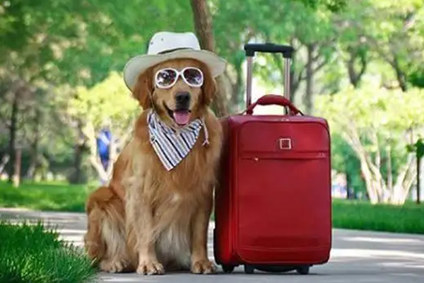 微信小程序开发给宠物开辟新天地--做app的公司广州91直播
