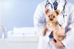 手机app软件开发提升宠物服务