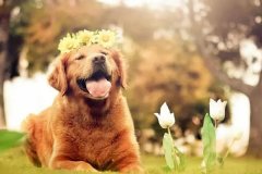 宠物app软件开发打造更便捷的宠物生活