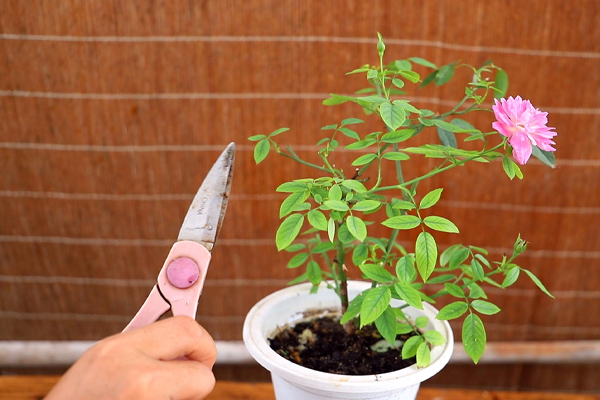  园艺花卉app定制开发--软件开发公司91直播
