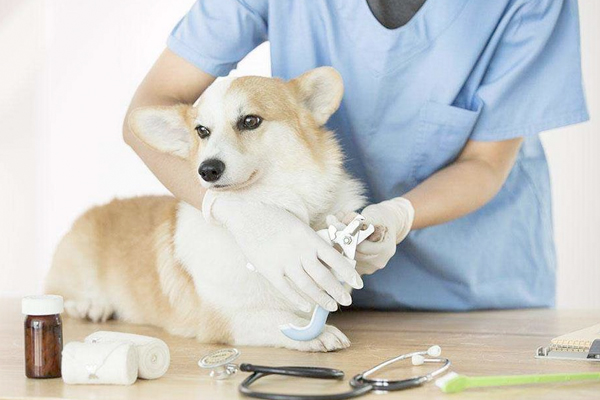 宠物医院app开发带来更多的客户流量和服务质量提升