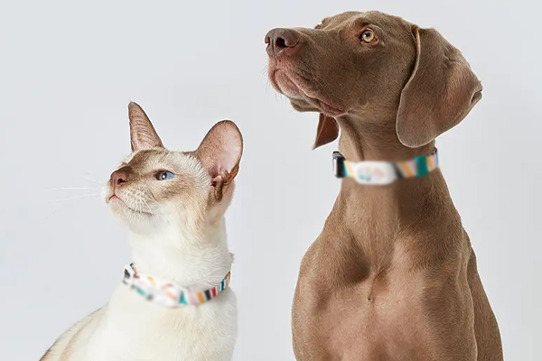 宠物智能项圈app开发帮助了解宠物的健康状况和日常行为