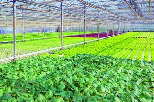 蔬菜种植app开发更好地管理和监控蔬菜种植过程--app开发公司广州91直播
