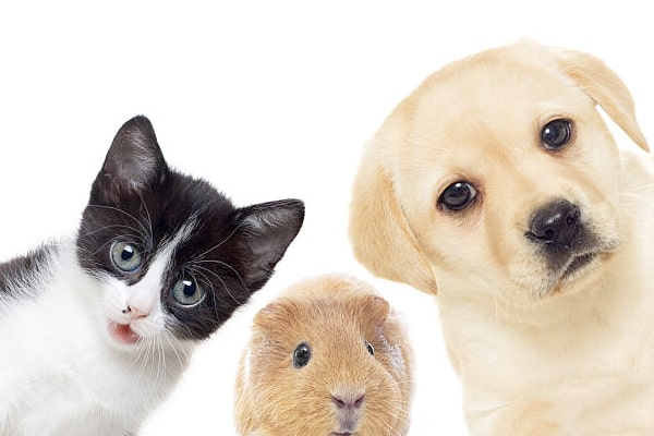 宠物互助系统APP开发：功能前瞻与社区生态构建 | 宠物领养互助平台